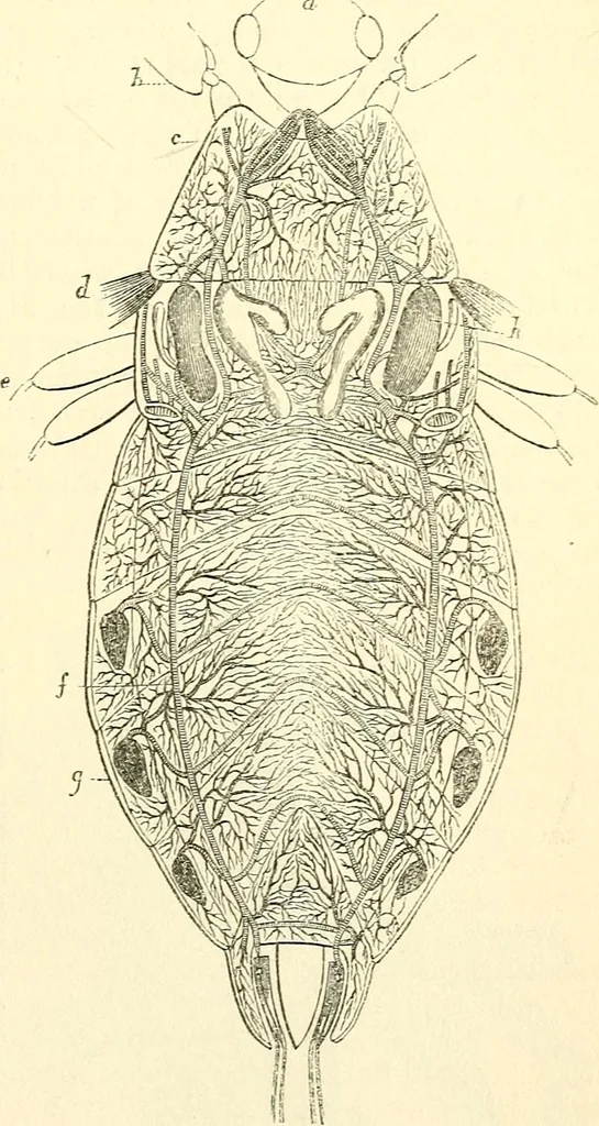 An illustration from The microscope and its revelations, 1856, leaf 692