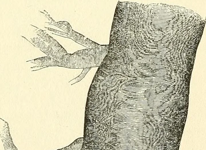 An illustration from The microscope and its revelations, 1856, leaf 693