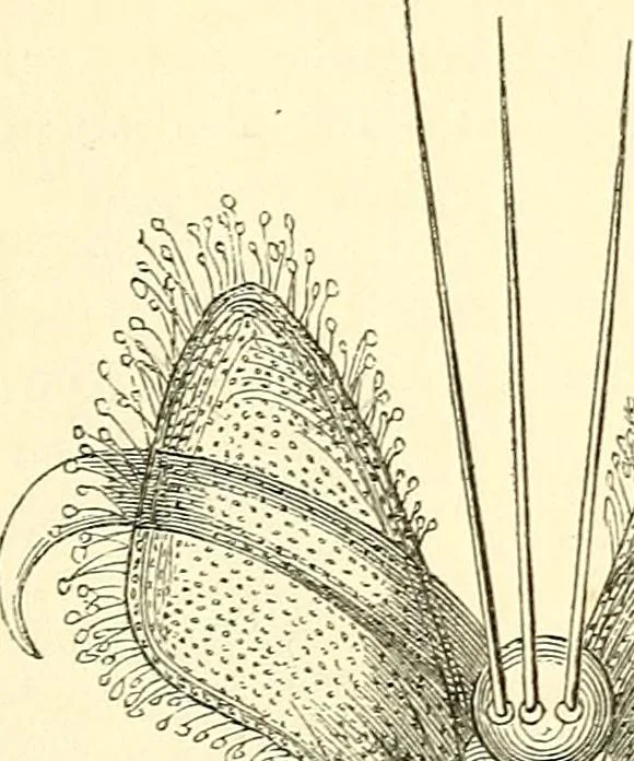 An illustration from The microscope and its revelations, 1856, leaf 700