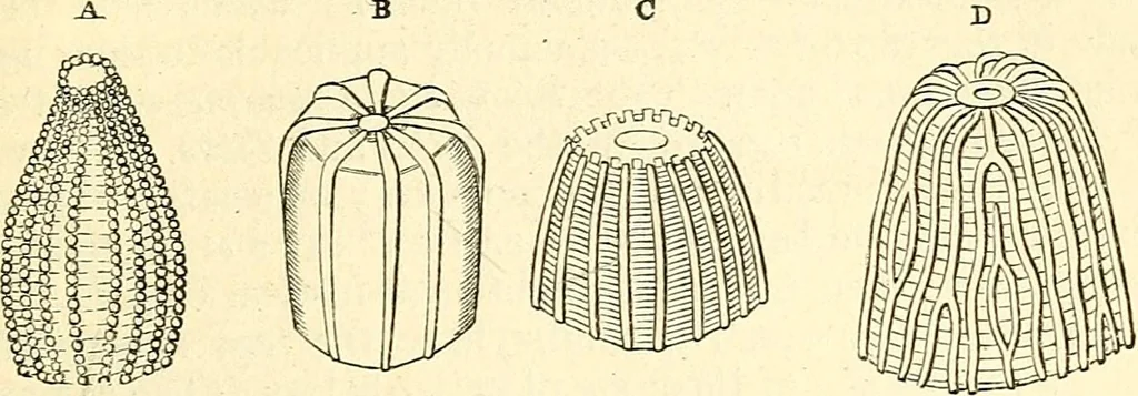 An illustration from The microscope and its revelations, 1856, leaf 704