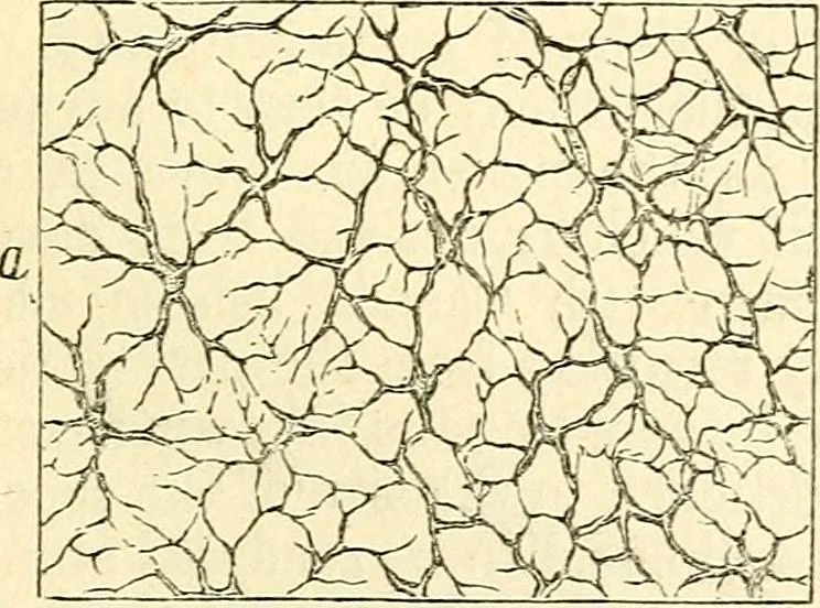 An illustration from The microscope and its revelations, 1856, leaf 712