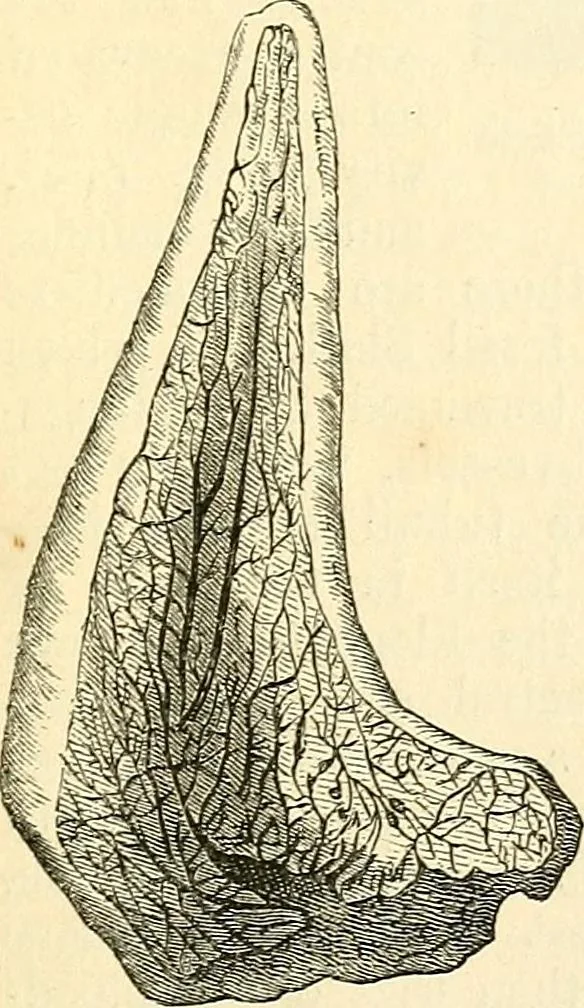 An illustration from The microscope and its revelations, 1856, leaf 714