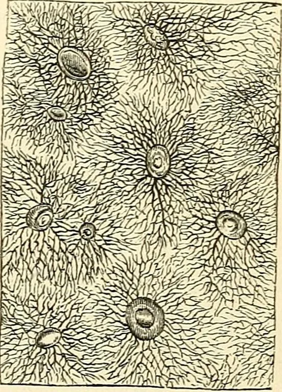 An illustration from The microscope and its revelations, 1856, leaf 714