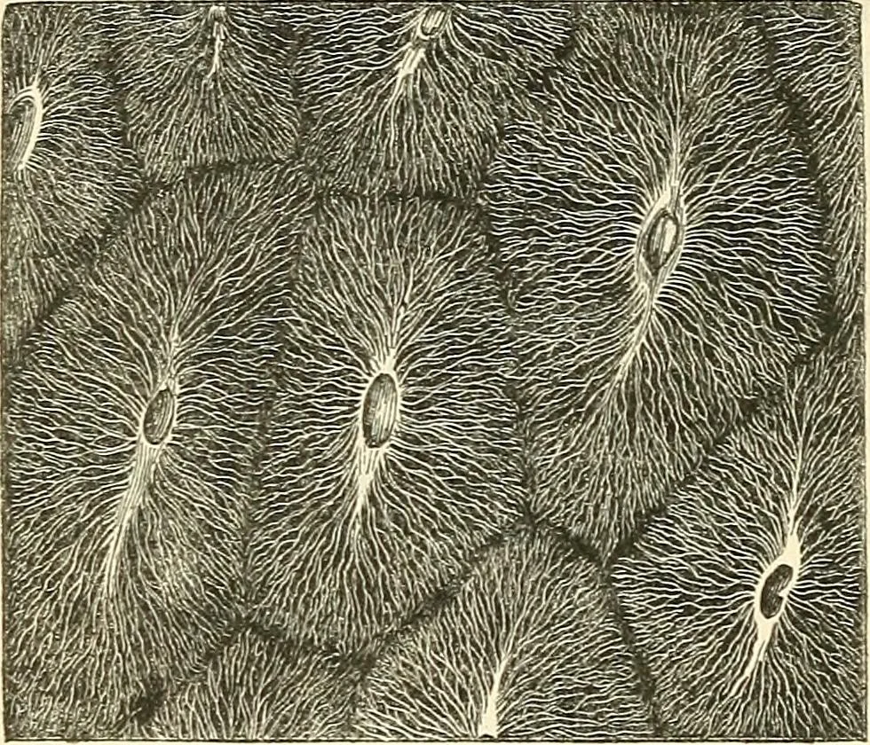 An illustration from The microscope and its revelations, 1856, leaf 715