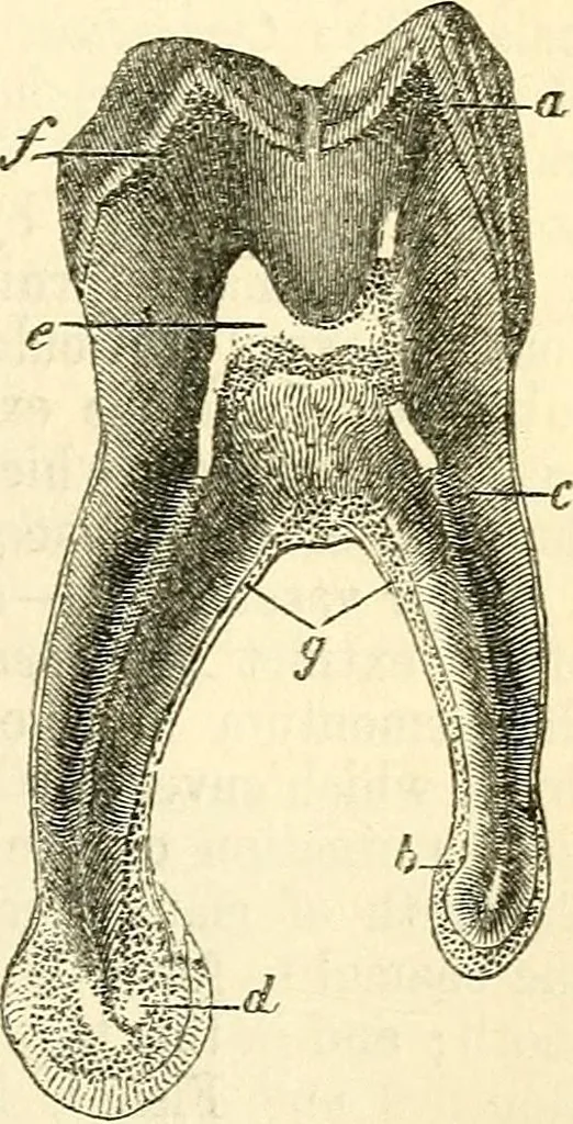 An illustration from The microscope and its revelations, 1856, leaf 716