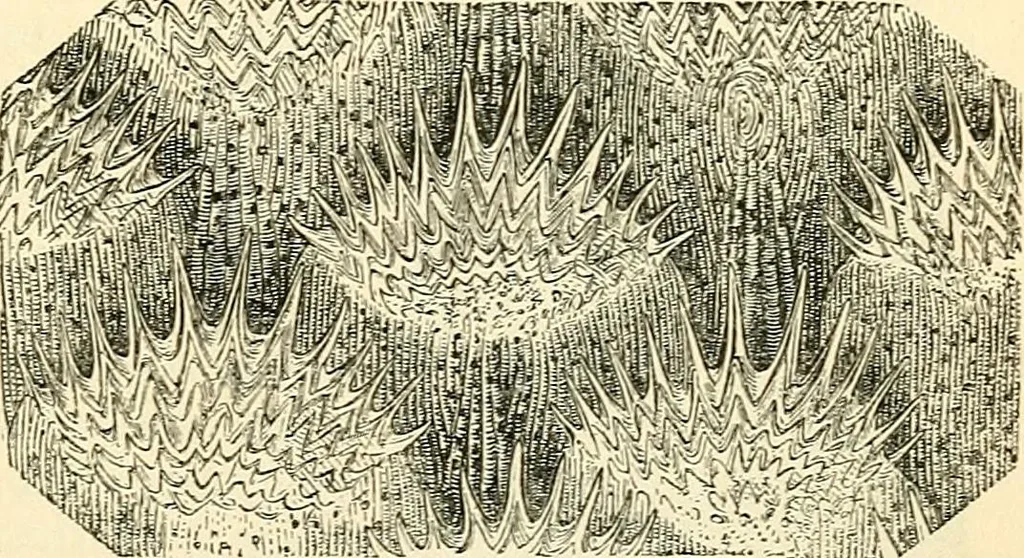 An illustration from The microscope and its revelations, 1856, leaf 718