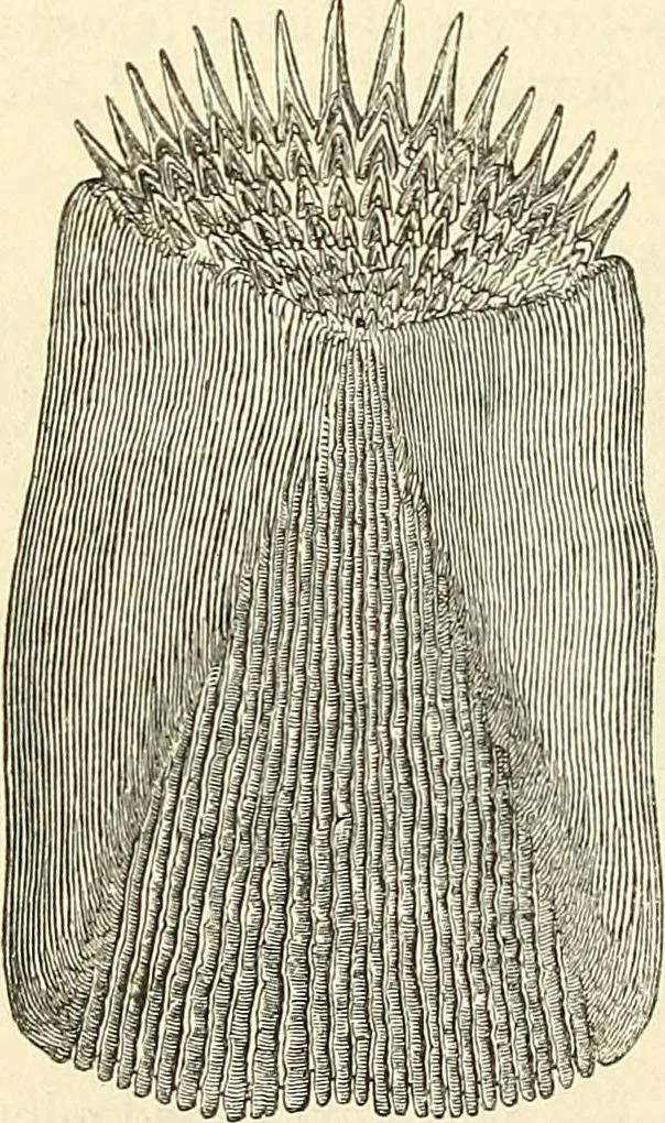 An illustration from The microscope and its revelations, 1856, leaf 719