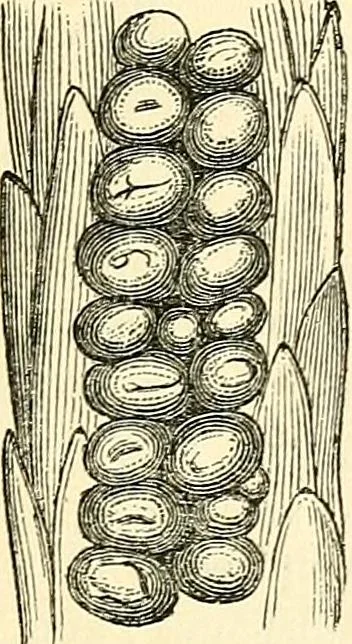 An illustration from The microscope and its revelations, 1856, leaf 722