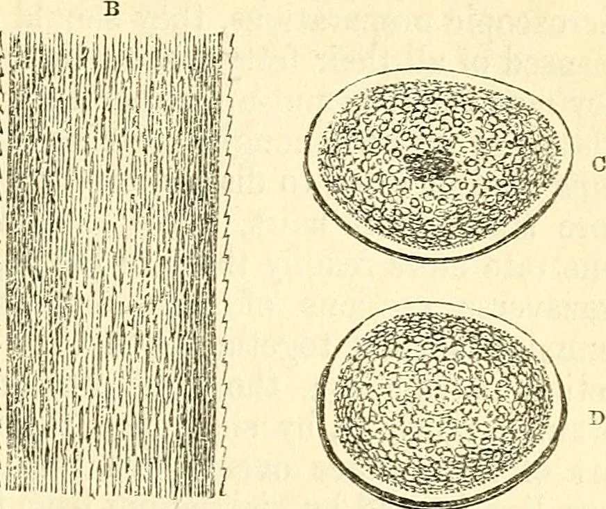 An illustration from The microscope and its revelations, 1856, leaf 724