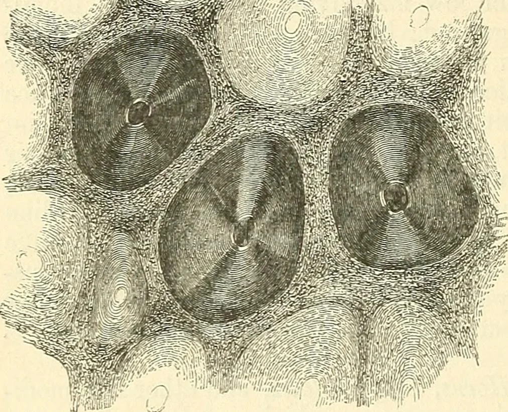An illustration from The microscope and its revelations, 1856, leaf 727