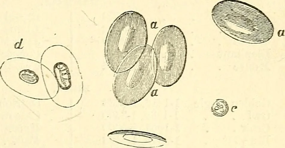 An illustration from The microscope and its revelations, 1856, leaf 728