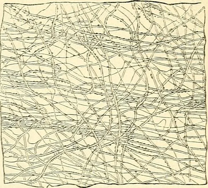 An illustration from The microscope and its revelations, 1856, leaf 732