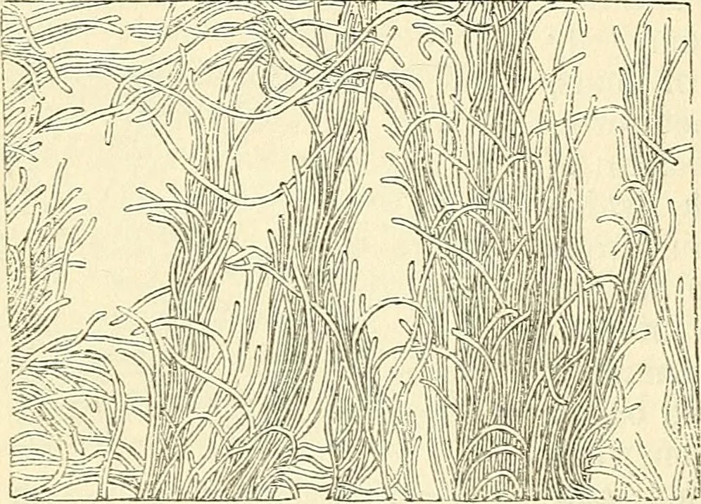 An illustration from The microscope and its revelations, 1856, leaf 733