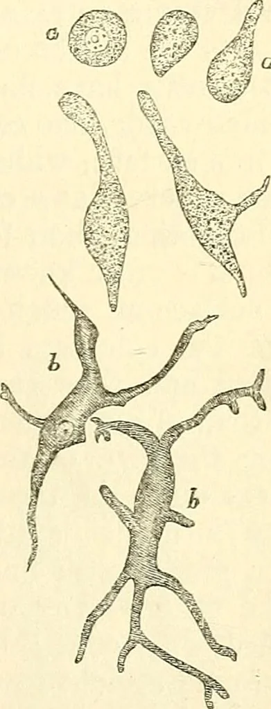 An illustration from The microscope and its revelations, 1856, leaf 736
