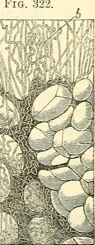 An illustration from The microscope and its revelations, 1856, leaf 738