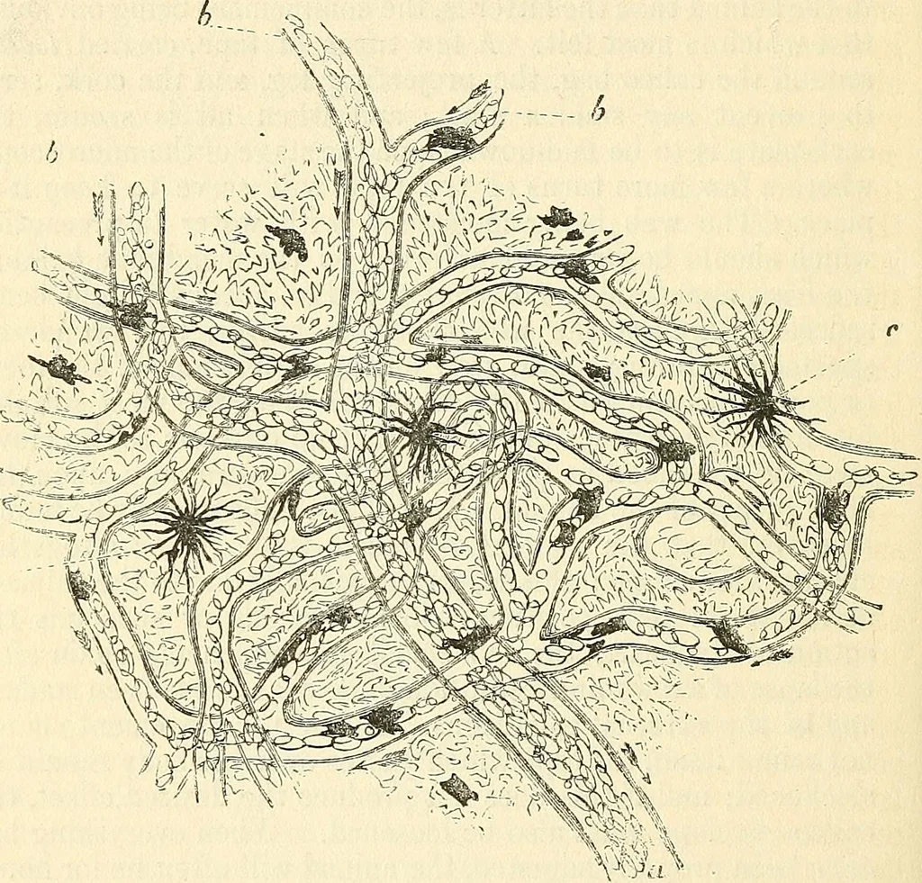 An illustration from The microscope and its revelations, 1856, leaf 751