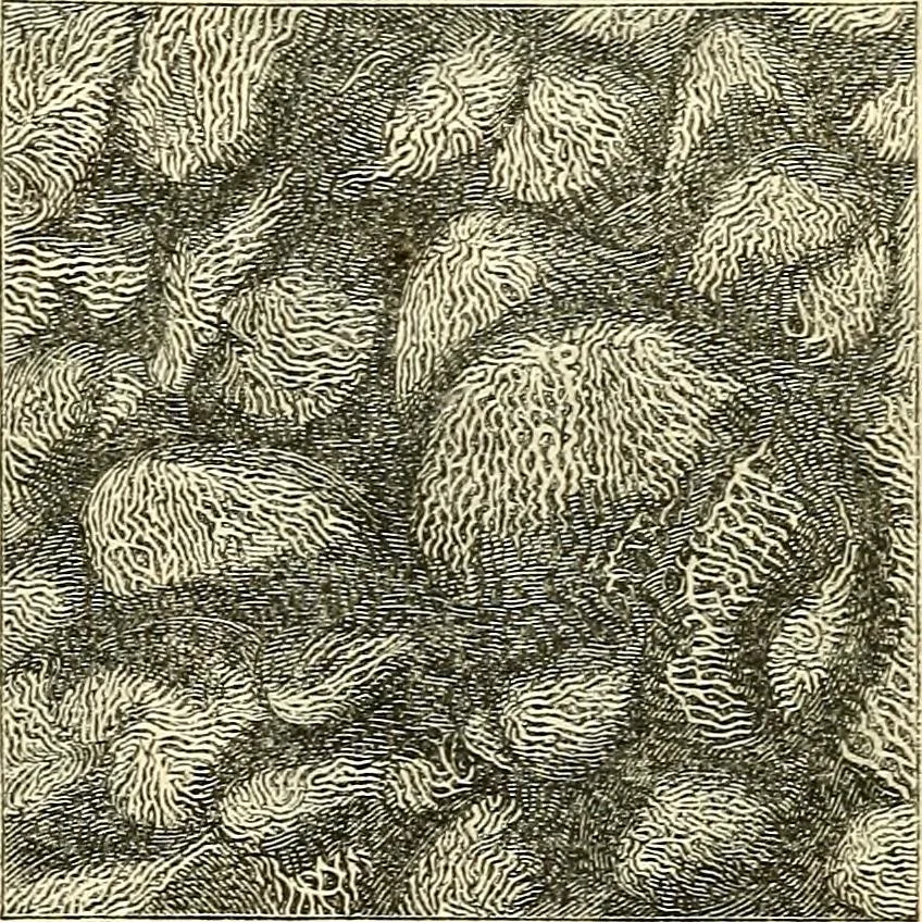 An illustration from The microscope and its revelations, 1856, leaf 756