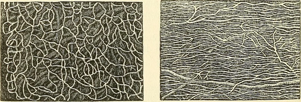 An illustration from The microscope and its revelations, 1856, leaf 757