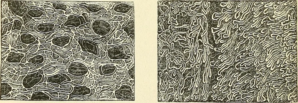 An illustration from The microscope and its revelations, 1856, leaf 757