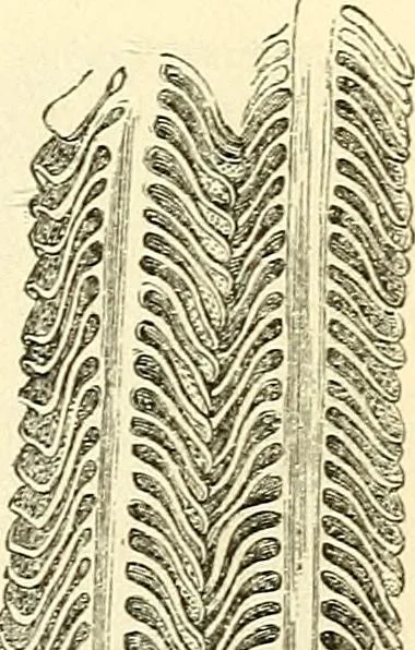 An illustration from The microscope and its revelations, 1856, leaf 758