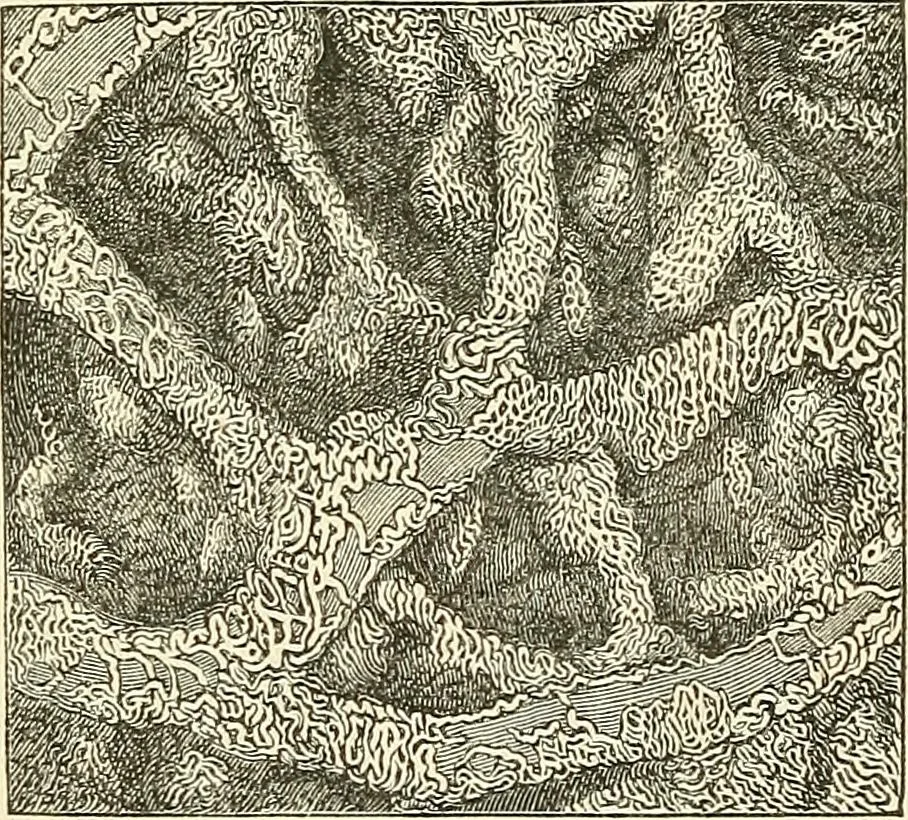 An illustration from The microscope and its revelations, 1856, leaf 759
