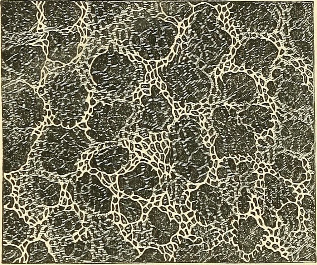 An illustration from The microscope and its revelations, 1856, leaf 761