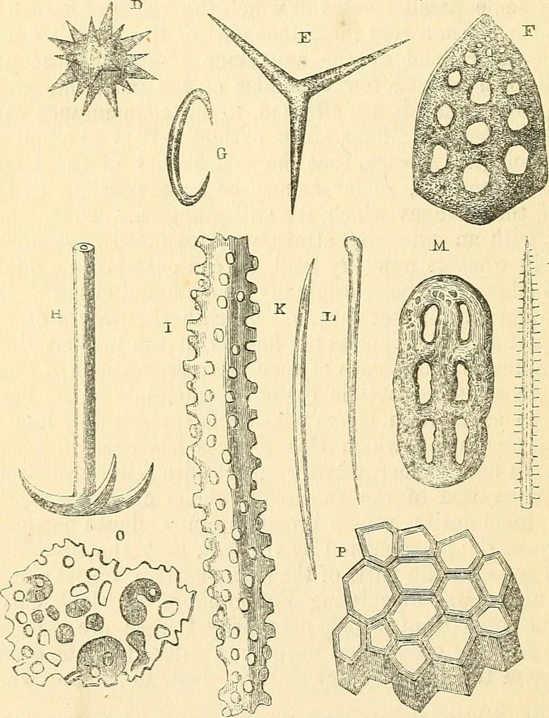 An illustration from The microscope and its revelations, 1856, leaf 767
