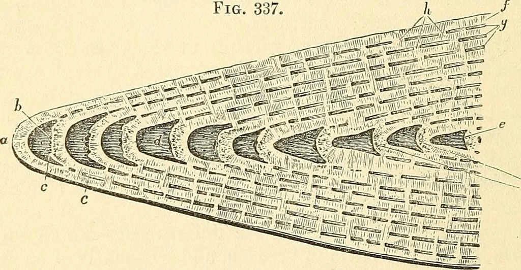 An illustration from The microscope and its revelations, 1856, leaf 773