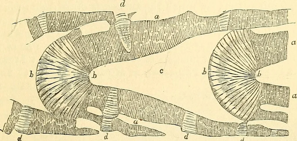 An illustration from The microscope and its revelations, 1856, leaf 774