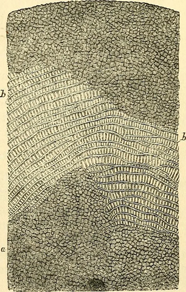 An illustration from The microscope and its revelations, 1856, leaf 776