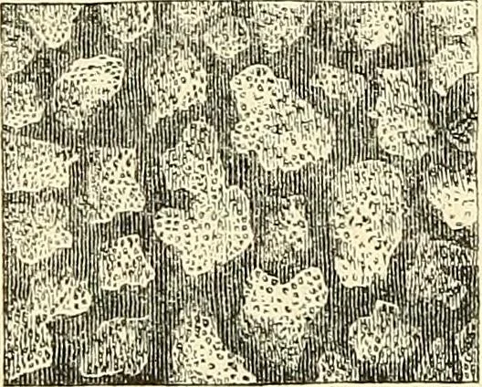An illustration from The microscope and its revelations, 1856, leaf 777