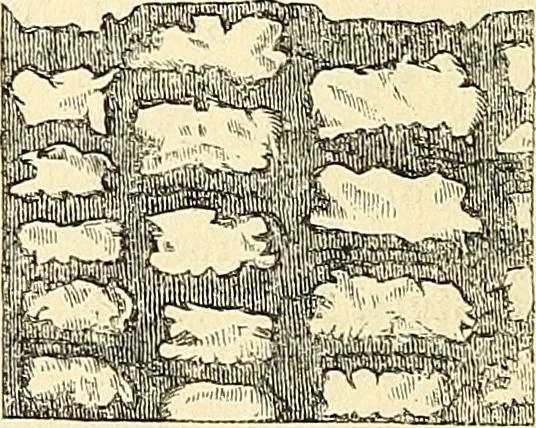 An illustration from The microscope and its revelations, 1856, leaf 777