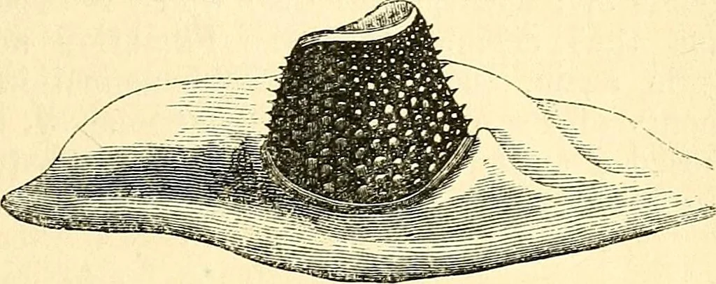 An illustration from The microscope and its revelations, 1856, leaf 780