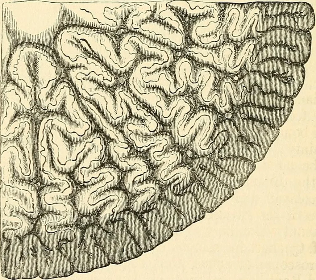 An illustration from The microscope and its revelations, 1856, leaf 781