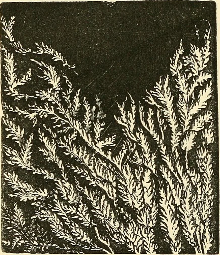 An illustration from The microscope and its revelations, 1856, leaf 785