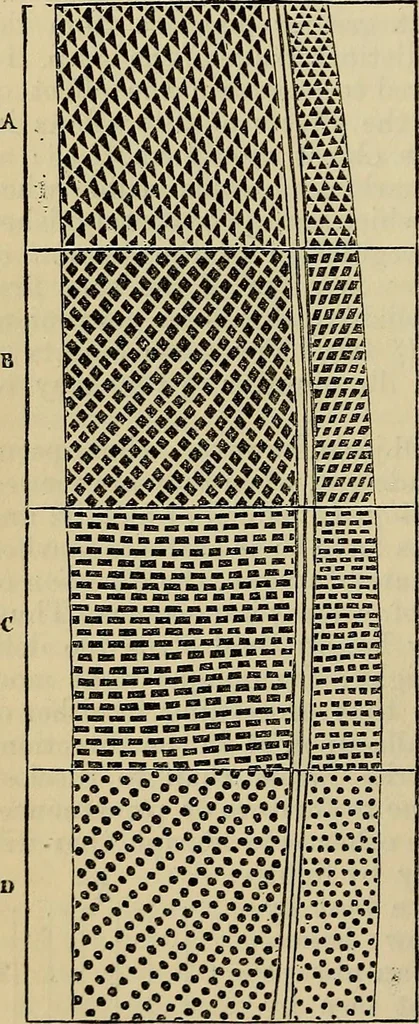 An illustration from The microscope and its revelations, 1881, leaf 229