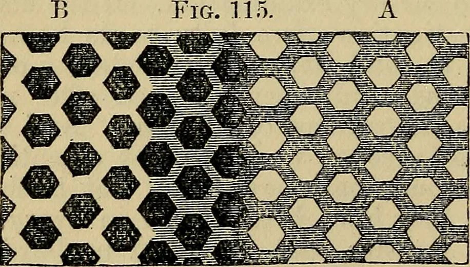 An illustration from The microscope and its revelations, 1881, leaf 235