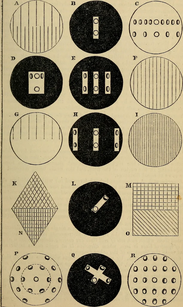 An illustration from The microscope and its revelations, 1881, leaf 244