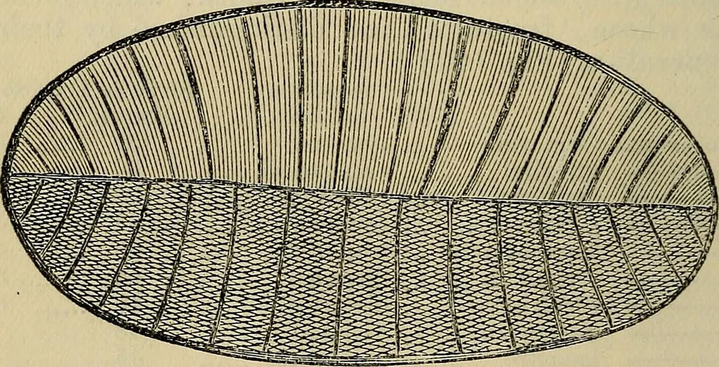 An illustration from The microscope and its revelations, 1881, leaf 259