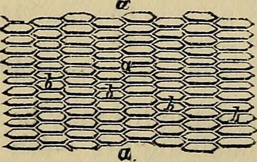 An illustration from The microscope and its revelations, 1881, leaf 259