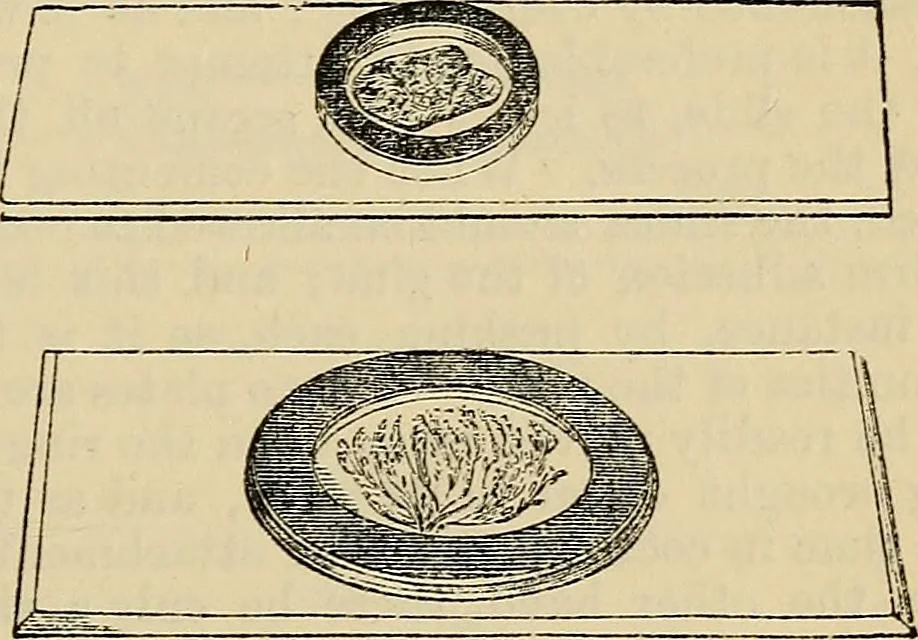 An illustration from The microscope and its revelations, 1881, leaf 270
