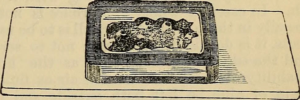 An illustration from The microscope and its revelations, 1881, leaf 270