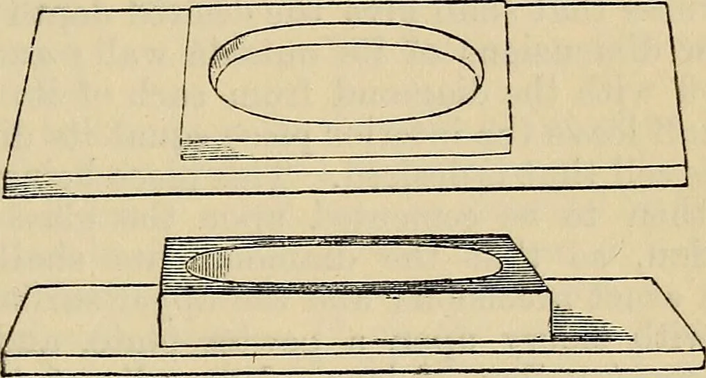 An illustration from The microscope and its revelations, 1881, leaf 272