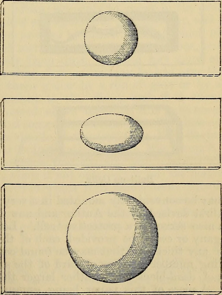 An illustration from The microscope and its revelations, 1881, leaf 272