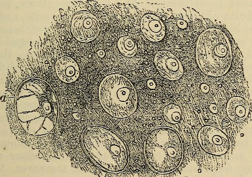 An illustration from The microscope and its revelations, 1881, leaf 328