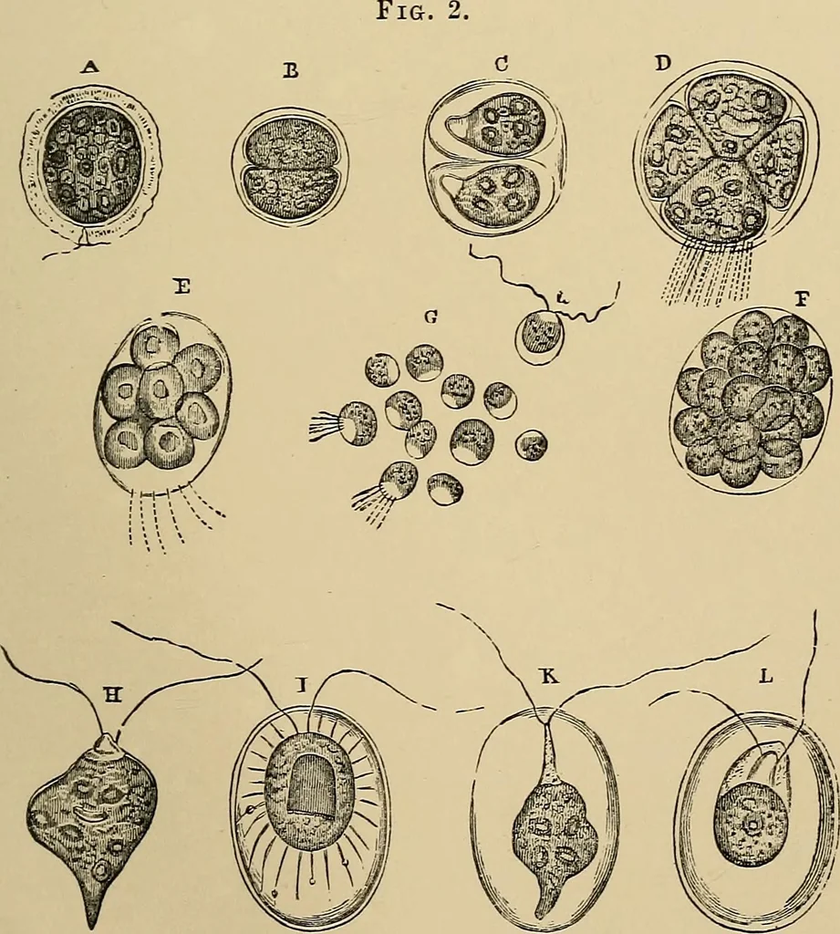 An illustration from The microscope and its revelations, 1881, leaf 332