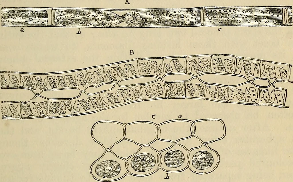An illustration from The microscope and its revelations, 1881, leaf 340
