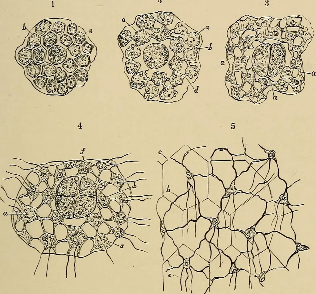 An illustration from The microscope and its revelations, 1881, leaf 342