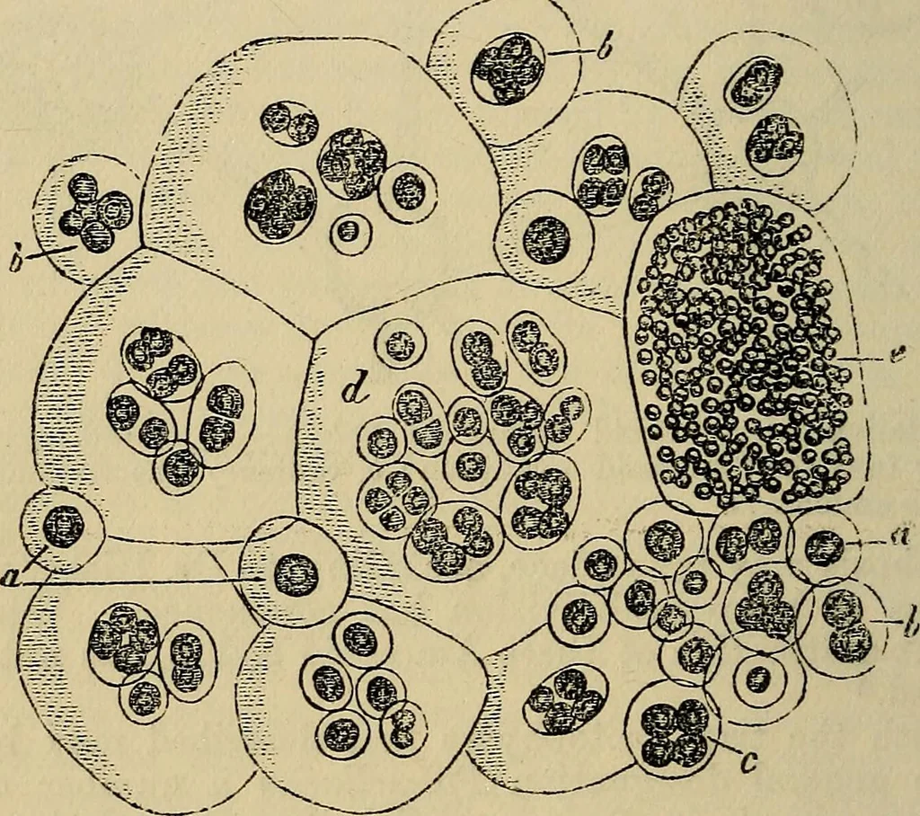 An illustration from The microscope and its revelations, 1881, leaf 351