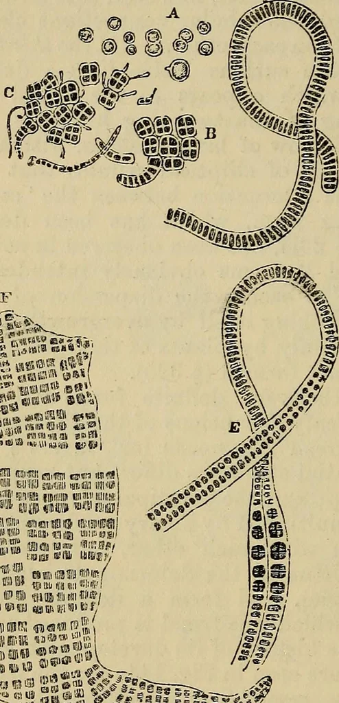 An illustration from The microscope and its revelations, 1881, leaf 353